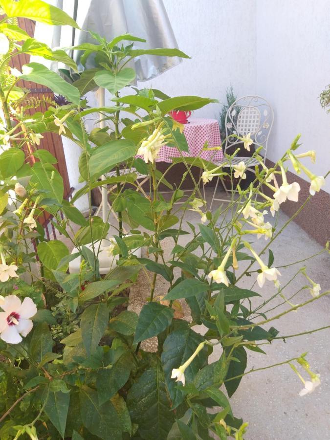 툴체아 Casa Calin 빌라 외부 사진